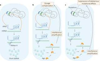 The origin of RNA interference: Adaptive or neutral evolution?