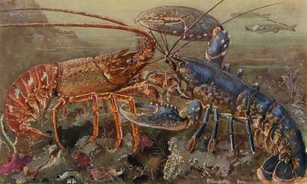 Lobster Gangs and Debunking “The Tragedy of the Commons”