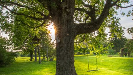 15 Trees You Can Plant That Will Grow Super Tall