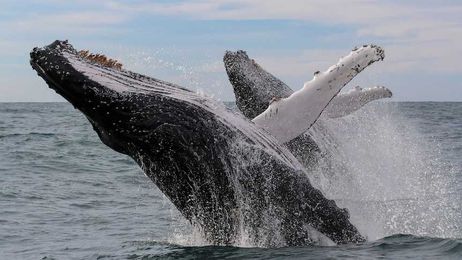 The courting rituals whales learn through their 'teen' years