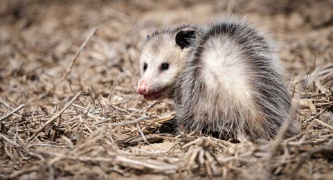 Do Possums Eat Ticks?