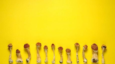 Study Finds That Psychedelic Drug Therapy Can Help Treat Alcoholism