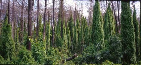 Invasive Ferns Species You Should Avoid Planting Outdoors