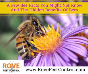 A few bee facts you might not know and the hidden benefits of bees