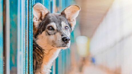 How to help animals in shelters and rescues