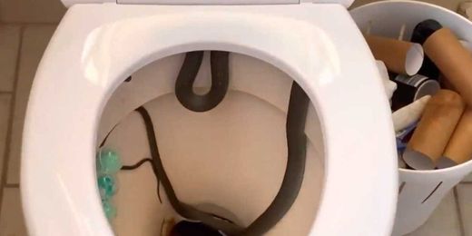 Homeowners find 4-foot snake in toilet