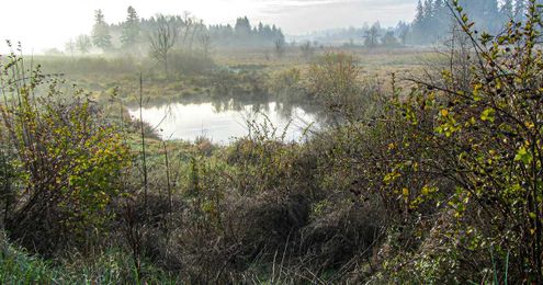 Missing link: the steady evolution of a wildlife corridor