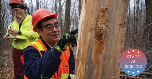 How These Russian Wasps Could Help Save Ash Trees