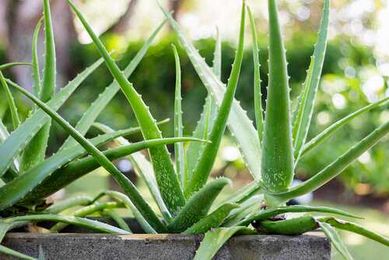 10 Ways You Should Use Aloe Vera Leaves