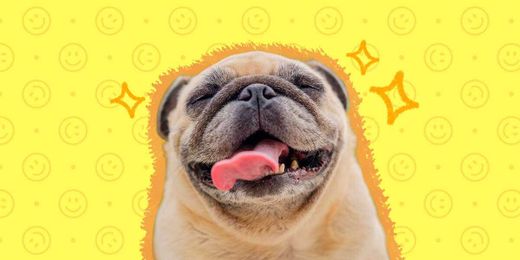 Do Dogs Smile And Laugh?