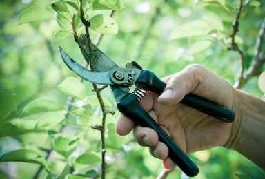 Why Prune Trees In Dallas, Georgai